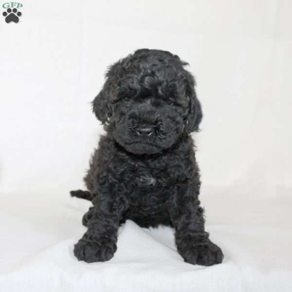 Benet, Mini Goldendoodle Puppy
